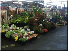fresh cut flowers